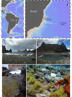 The Unique Amphipoda and Tanaidacea (Crustacea: Peracarida) Associated With the Brown Algae Dictyota sp. From the Oceanic Trindade Island, Southwestern Atlantic, With Biogeographic and Phylogenetic Insights